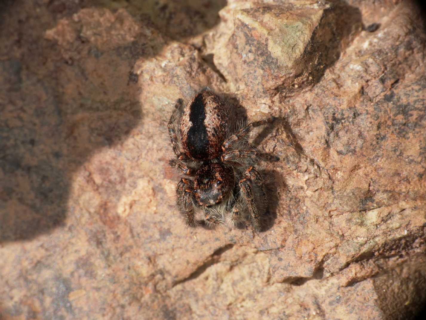 Carrellata di Phylaeus chrysops
